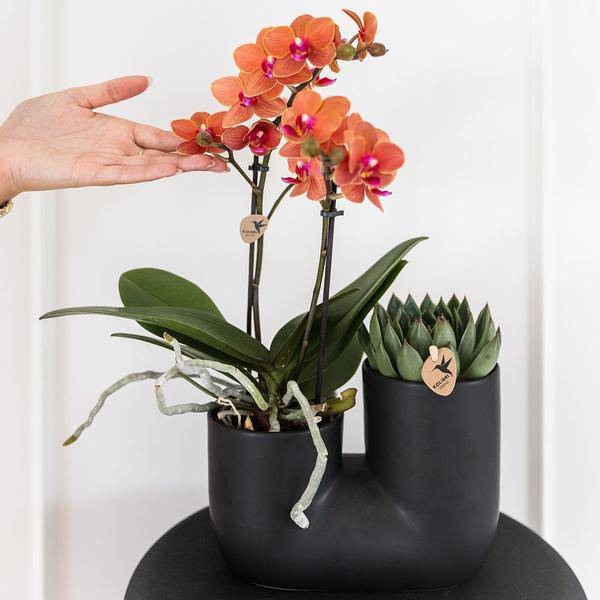 Tube Decorative Pot Black – Duo – Ceramic Pot for Two Plants Ø9cm – Flower Pot for Orchids, Succulents & Houseplants – Robust & Decorative