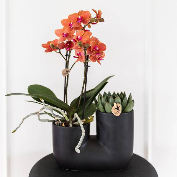 Tube Decorative Pot Black – Duo – Ceramic Pot for Two Plants Ø9cm – Flower Pot for Orchids, Succulents & Houseplants – Robust & Decorative