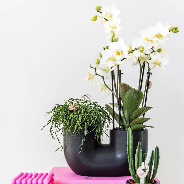 Tube Decorative Pot Black – Duo – Ceramic Pot for Two Plants Ø9cm – Flower Pot for Orchids, Succulents & Houseplants – Robust & Decorative