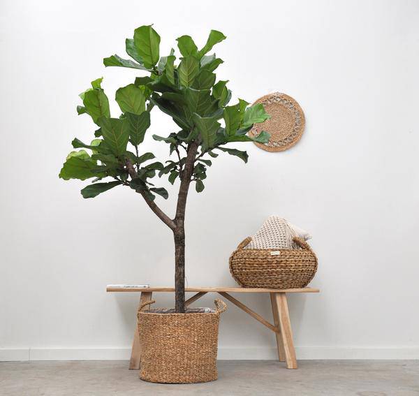 Willow Boy – 26cm x 23cm – Stylish Planter for Indoor Plants – Plant Basket for Living Room, Balcony & Garden